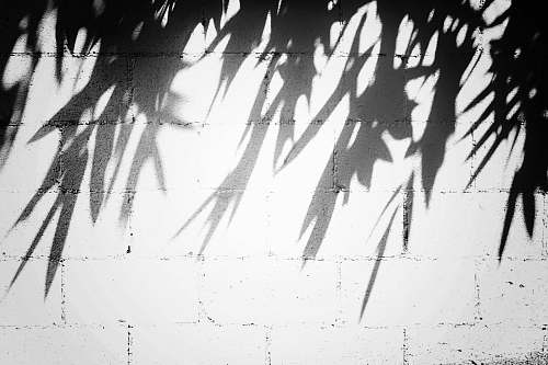 background silhouette of leaves by the wall shadow