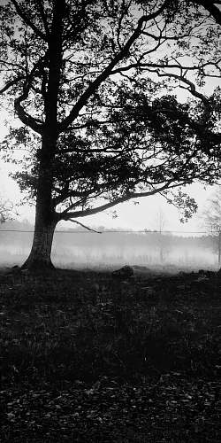 plant silhouette of tree tree trunk