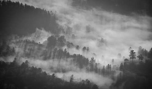 grey silhouette of trees cover with fog photography nature