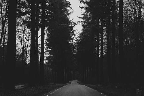 road silhouette of trees tree