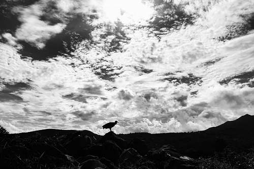 animal silhouette photo of bird bird