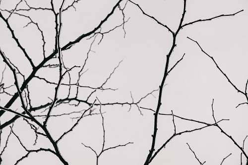 grey silhouette photography of tree branches plant