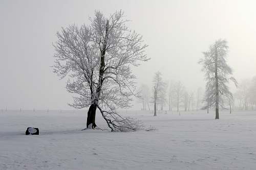 grey snow cover tree during gray cloudy sky dalton