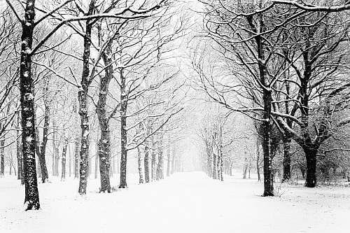 grey snow covered forest snow