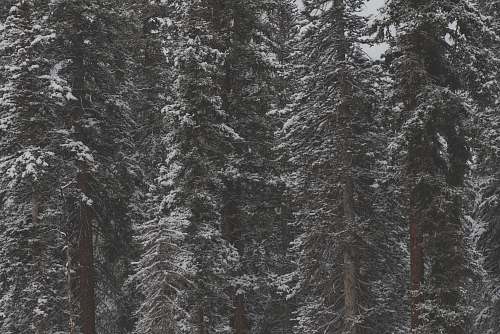 forest snow-covered trees during daytime grey