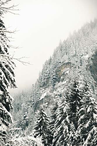snow snow covered trees trees