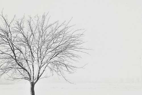 grey snow covered withered tree on snow field italy