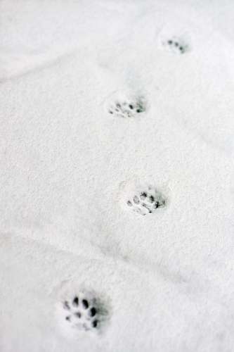 grey snow paw prints footprint