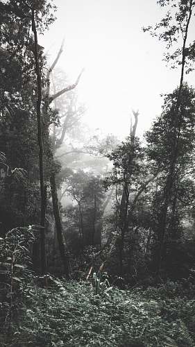 plant tall trees vegetation