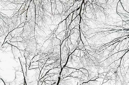 nature tree bare branches outdoors