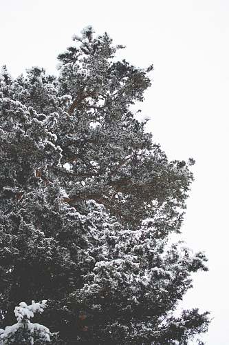plant tree covered with snow tree