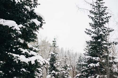 snow trees covered with snow tree