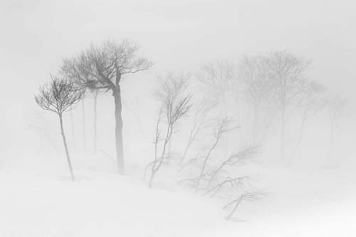 grey trees sketch winter
