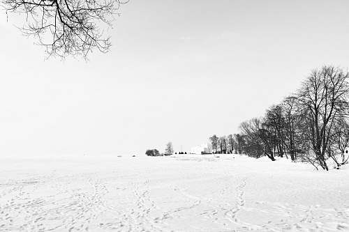 petrodvorets trees surrounded by snowfield st.petersburg