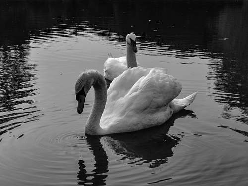 water two swans paddling on calm water bird