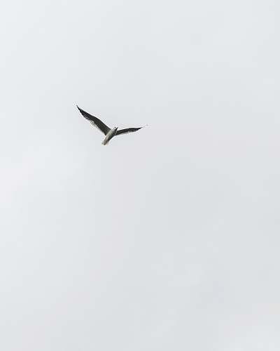 bird white bird flying