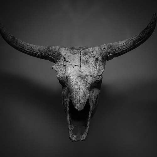 animal white cattle skull cattle