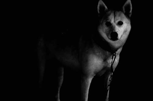 black white dog dog