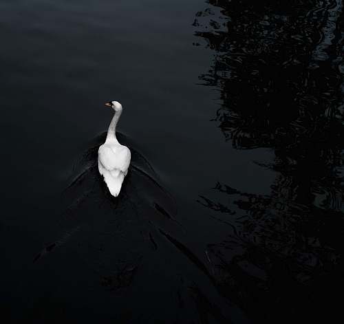 animal white duck on body of water bird