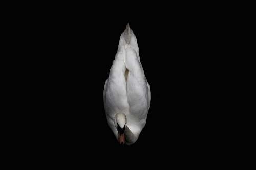 grey white duck with black background amsterdam