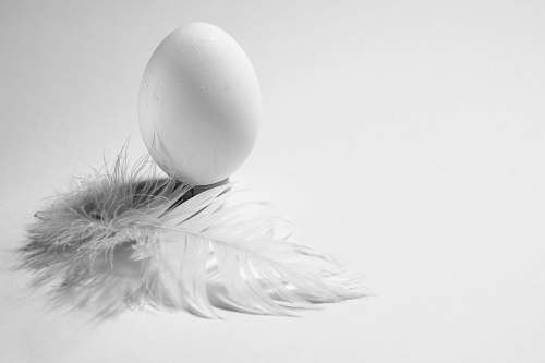 food white egg egg