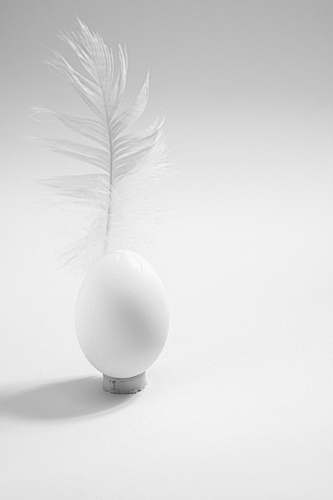 grey white feather beside white decorative egg egg