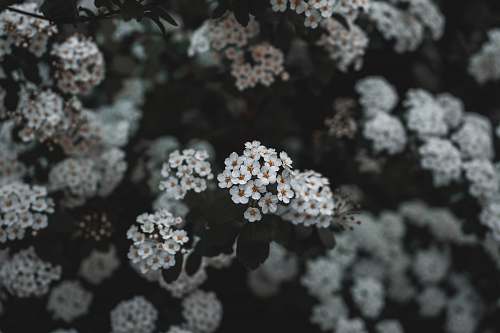 plant white flowered plant flower