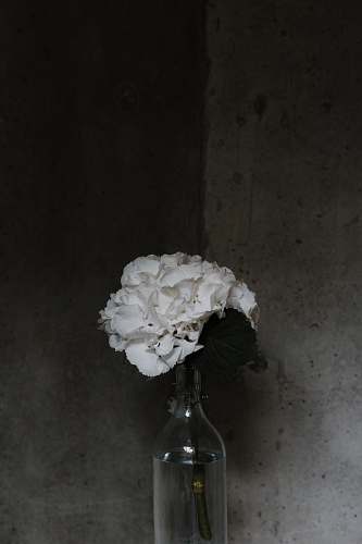 grey white flowers in clear glass bottle bottle