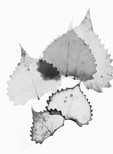 grey white leaves art with white background leaf