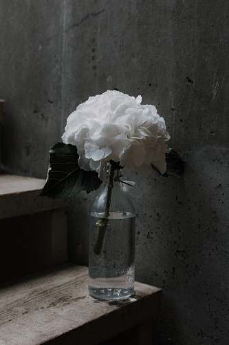plant white petaled flower on glass jar flower