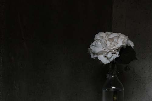 bottle white petaled flowers on clear glass vase flower