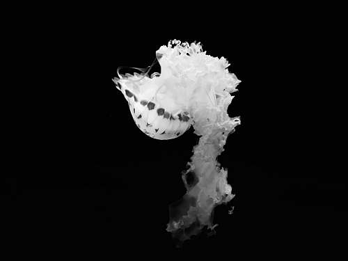 grey white smoke on black background sea life