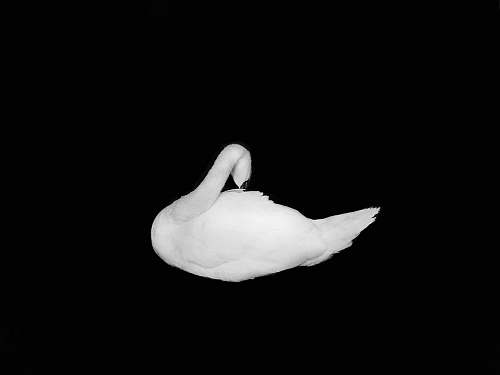 grey white swan lake