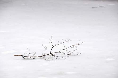 white withered tree branch on snow snow