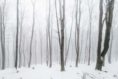 grey withered tree covered in snow nature