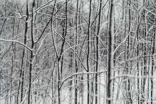 tree withered tree grayscale photography forest
