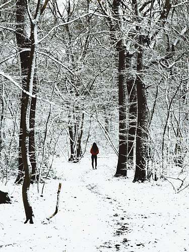 person woman walking under the trees grey