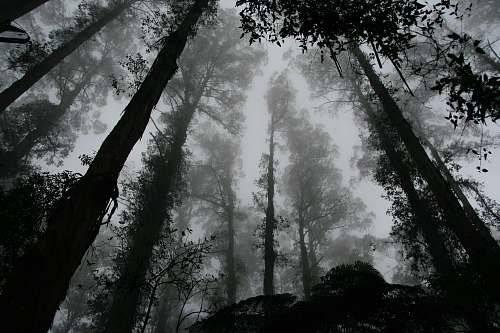 nature worms eye view of fog covered forest forest