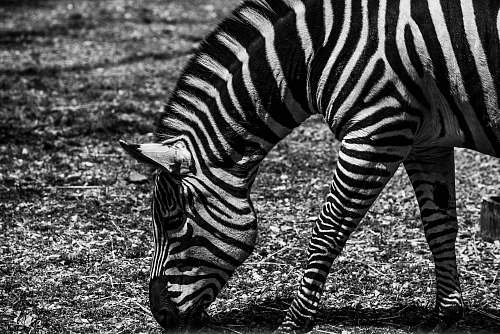 zebra zebra eating grasses animal