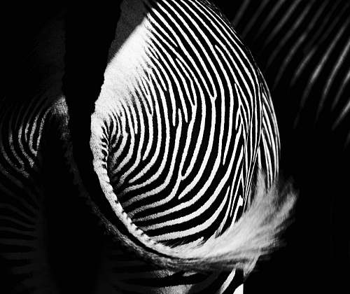 zebra zebra tail zoo salzburg