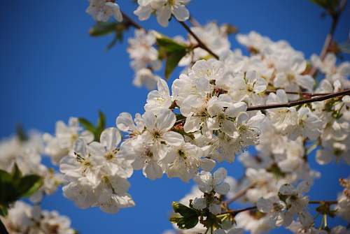 plant close up photo of white cherry blossoms flower