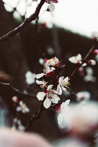 flower focus photography of white blossoms cherry blossom