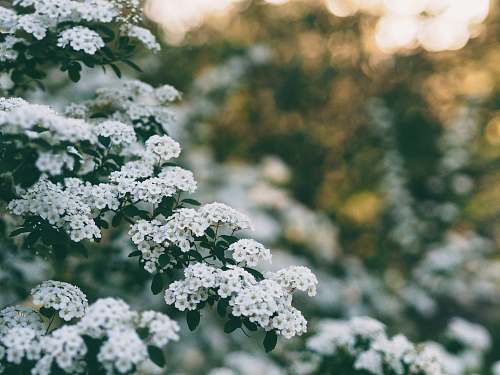flower hallow focus photography of white flowers plant