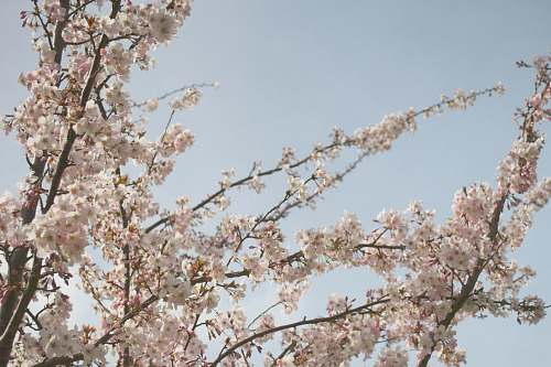 flower low angle view of white cherry blossom tree sky