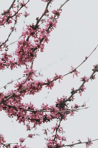 flower pink cherry blossoms tree flora