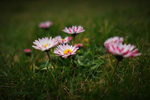 daisies pink cluster flowers during daytime plant