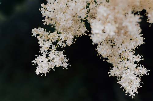 plant selective focus photography of white flower flower