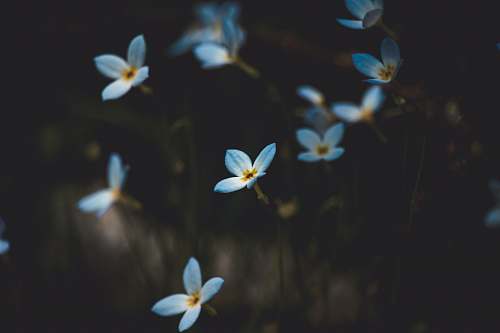 flower shallow focus photography of flowers plant