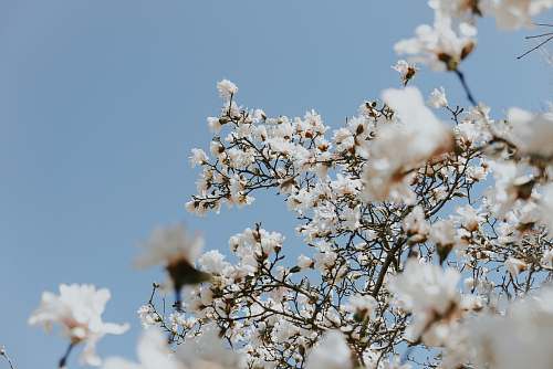 flower tilt shift lens photography of white blossoms branch