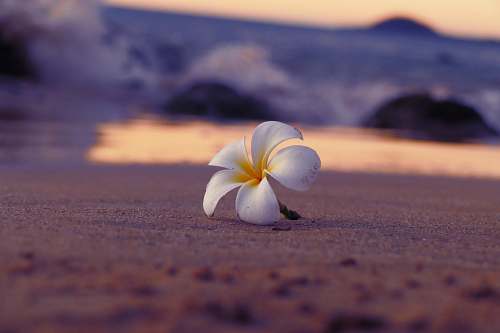 flower white 5-petaled flower on brown sand beach petal